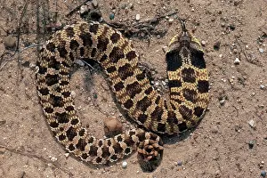 Harmless: Eastern Hognose Snake