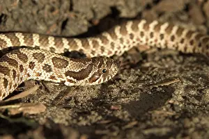 Heterodon: Eastern Hognose Snake