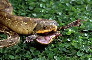Heterodon: Eastern Hognose Snake Feeding, Heterodon