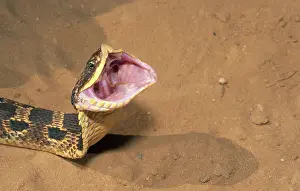 Heterodon: Eastern Hognose Snake Gaping