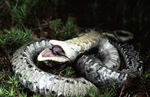 Adders: Eastern Hognose Snake Playing Dead