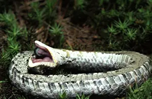 Adders: Eastern Hognose Snake Playing Dead