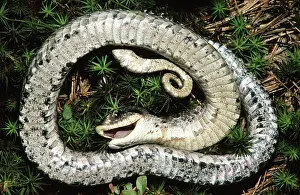 Adders: Eastern Hognose Snake Playing Dead