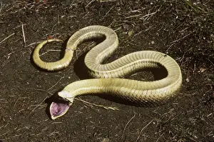 Heterodon: Eastern Hognose Snake playing dead