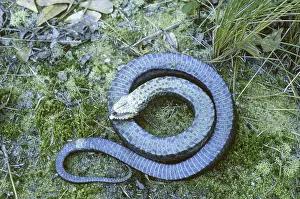 Feigning: Eastern Hognose Snake playing dead