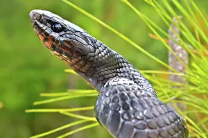 Indigo: Eastern Indigo Snake