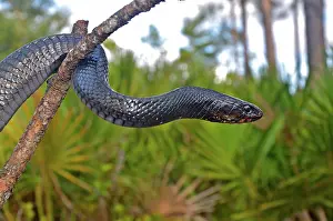 Indigo: Eastern Indigo Snake