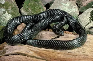 Nonvenomous: Eastern Indigo Snake