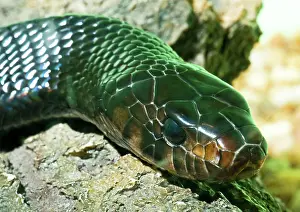 Indigo: Eastern Indigo Snake
