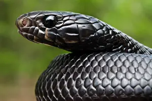Pete: Eastern Indigo Snake (Drymarchon couperi)
