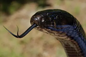 Pete: Eastern Indigo Snake (Drymarchon couperi)