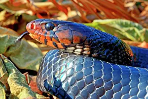 Colubrid: Eastern indigo snake (Drymarchon couperi), animal