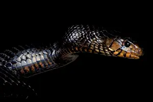 Indigo: Eastern indigo snake (Drymarchon couperi), United