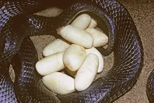 Indigo: Eastern Indigo Snake with Eggs