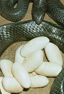 Indigo: Eastern Indigo Snake with Eggs