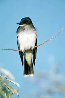Tyrannus: Eastern Kingbird