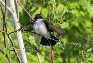 Kingbirds: Eastern Kingbird