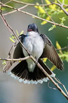 Kingbirds: Eastern Kingbird
