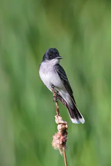 Kingbirds: Eastern Kingbird