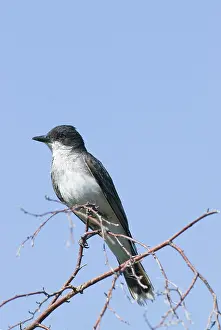 Tyrant: Eastern Kingbird