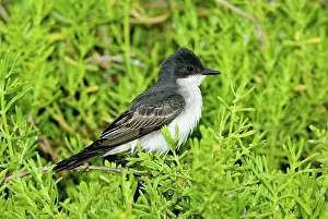 Kingbirds: Eastern Kingbird