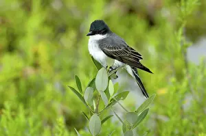 Kingbirds: Eastern Kingbird