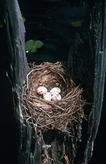 Hollow: Eastern Kingbird Nest