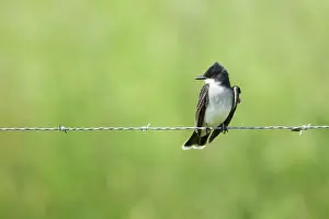 Tyrannus: Eastern Kingbird - perched on wire