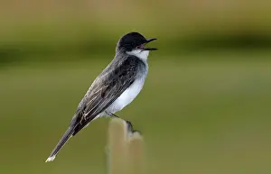 Connecticut: Eastern Kingbird Singing