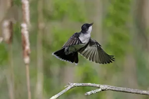 Kingbirds: Eastern Kingbird Tyrannus tyrannus on territory in shur