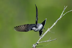 Kingbirds: Eastern Kingbird Tyrannus tyrannus on territory in shur