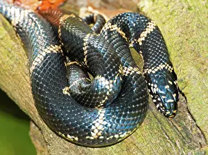 Kingsnake: Eastern Kingsnake