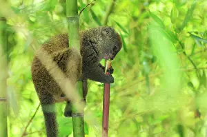 Hapalemur: Eastern Lesser Bamboo Lemur - eating bamboo