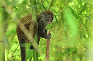 Hapalemur: Eastern Lesser Bamboo Lemur - eating bamboo