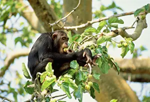 Schweinfurthii: Eastern / Long-haired Chimpanzee