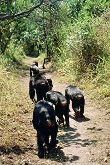 Schweinfurthii: Eastern Long-haired Chimpanzee