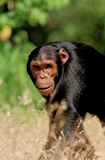 Schweinfurthi: Eastern / Long-haired Chimpanzee