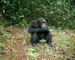 Alyssa Giustozzi: Eastern / Long-haired Chimpanzee