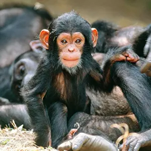 Cheeky: Eastern Long-haired CHIMPANZEE baby
