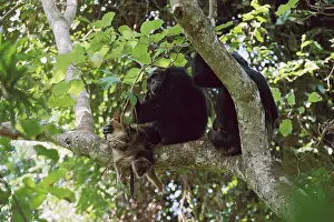 Badius: Eastern / Long-haired Chimpanzee - eating Red colobus