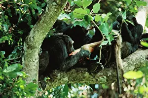 Cannibalism: Eastern / Long-haired Chimpanzee - eating Red Colobus Monkey