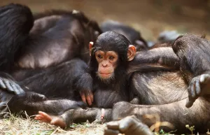 Alyssa Giustozzi: Eastern long-haired CHIMPANZEE - Infant with resting group