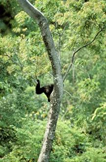 Schweinfurthi: Eastern / Long-haired Chimpanzee - lookout