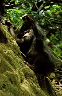 Intelligence: Eastern (Long-haired) chimpanzee (Pan troglodytes