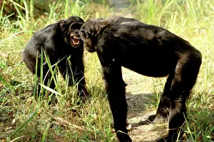 Schweinfurthi: Eastern / Long-haired Chimpanzee - showing aggression