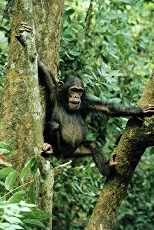 Schweinfurthi: Eastern (Long-haired) CHIMPANZEE - in tree