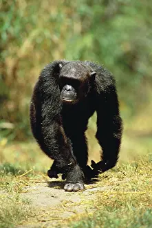 Schweinfurthi: Eastern Long-haired CHIMPANZEE - walking