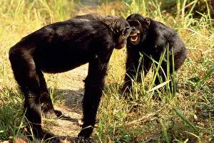 Schweinfurthii: Eastern Long-haired Chimpanzee - x two communicating