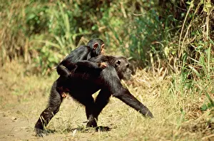 Schweinfurthi: Eastern Long-haired Chimpanzee - with young on back