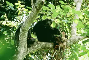 Cannibalism: Eastern Longhaired Chimpanzee - Eating Red Colobus Monkey